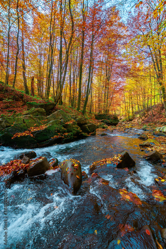 mountain stream in autumn forest. water flow among the rocks. trees in colorful foliage. sunny weather in the morning. beautiful nature scenery