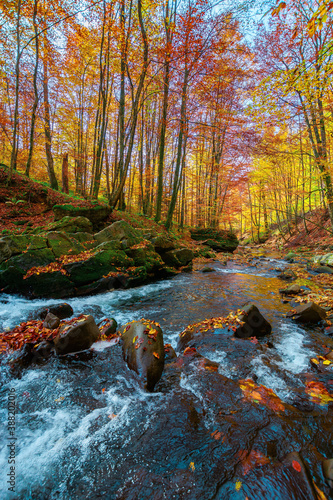 Fototapeta Naklejka Na Ścianę i Meble -  mountain stream in autumn forest. water flow among the rocks. trees in colorful foliage. sunny weather in the morning. beautiful nature scenery