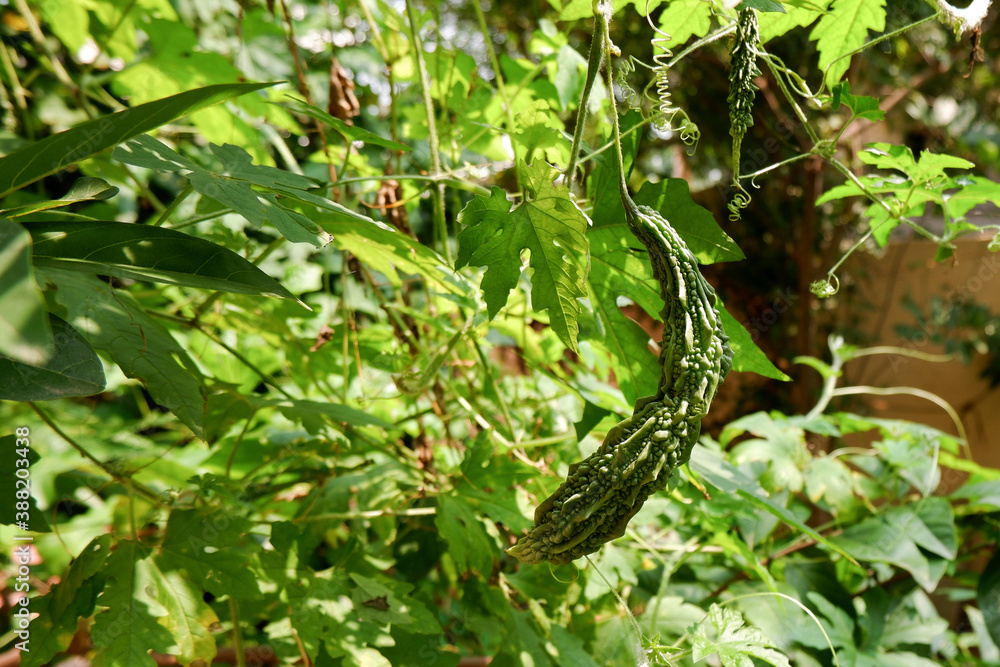 closeup shot of green bitter gourd growing in home garden closeup shot of green bitter gourd growing in home garden