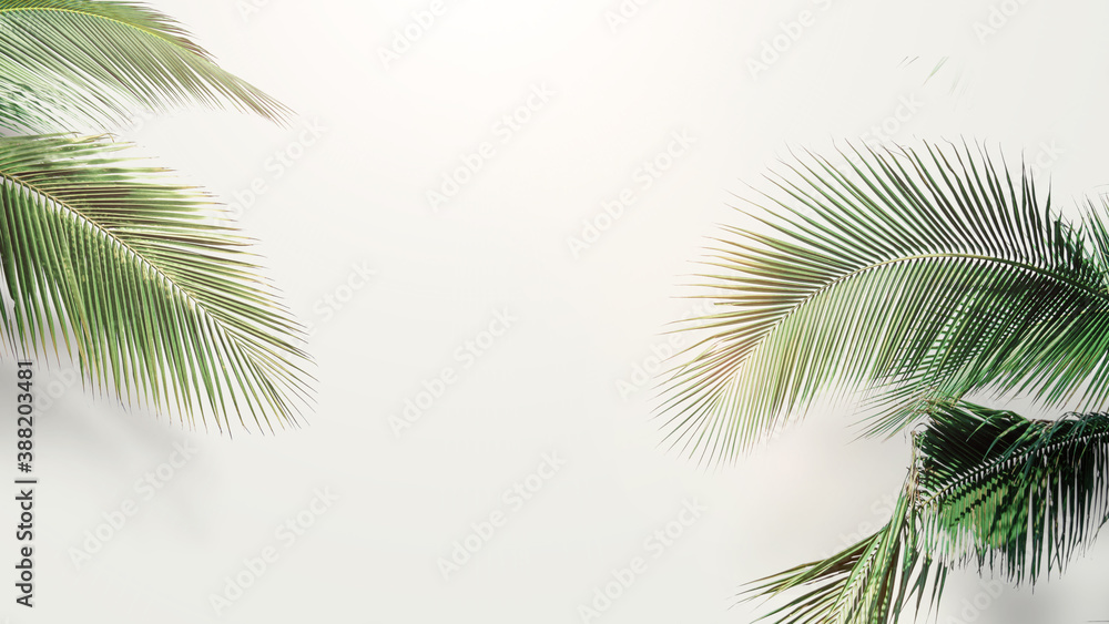 Fototapeta premium palm coconut leaves on white background, Blank space arranged with green leaf
