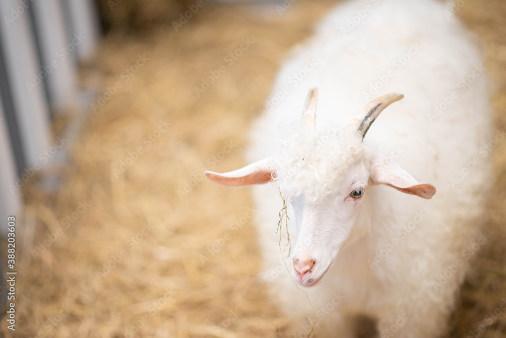 Fototapeta premium Male sheep in the indoor farm