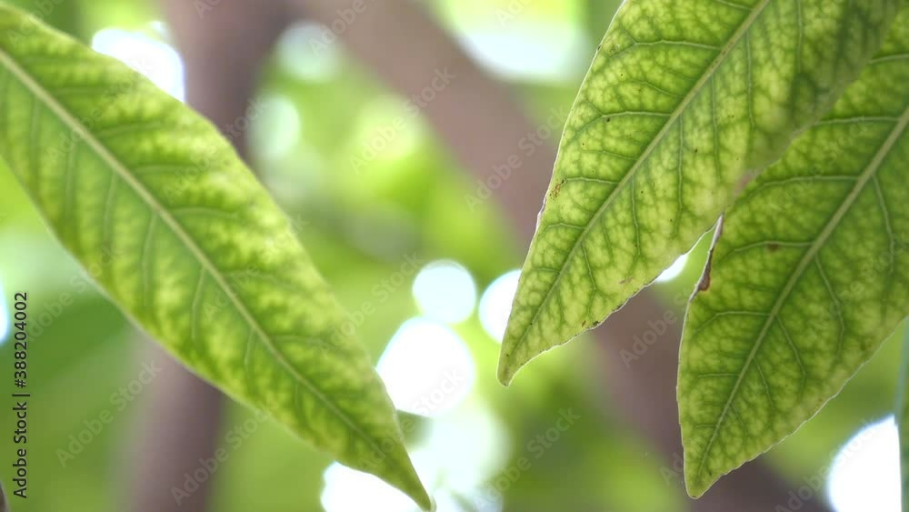 Close Up green leaf under sunlight in the garden. Natural background with copy space. Close Up green leaf under sunlight in the garden. Natural background with copy space.