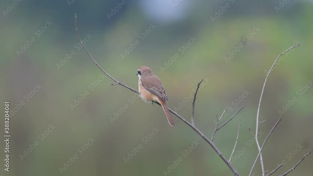 Brown Shrike birds in Thailand and Southeast-Asia. Brown Shrike birds in Thailand and Southeast-Asia.