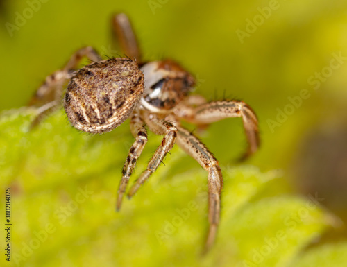 Close-up of a spider in nature. © schankz