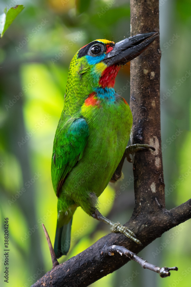 Beautiful Red-throated Barbet bird with multicolored on head and neck perched on the branches in the backyard.