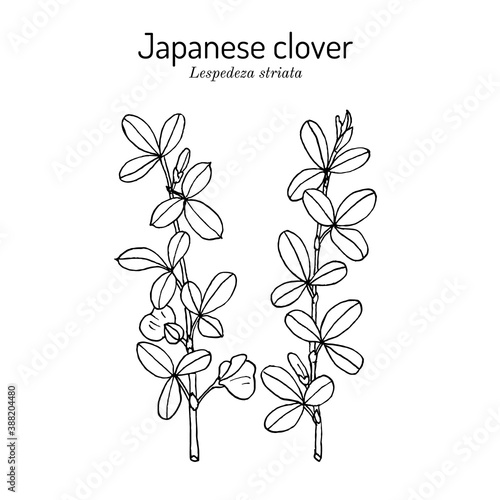 Japanese clover Lespedeza or Kummerowia striata , medicinal plant
