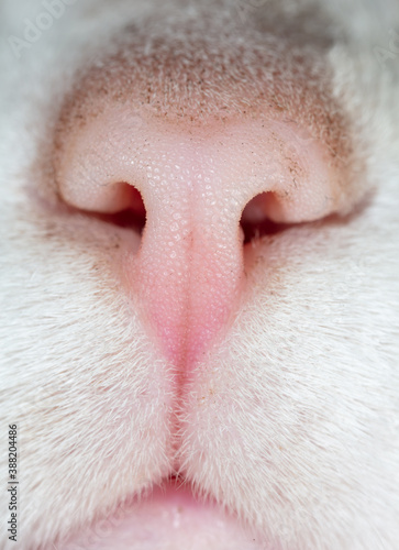 Close-up of a cat's nose.