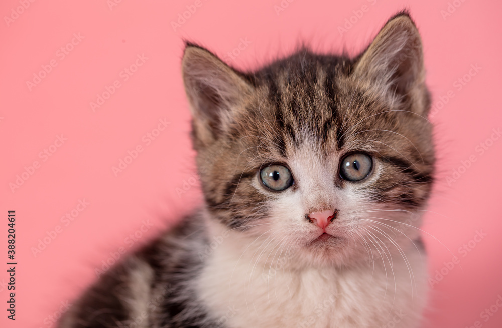 Kitten portrait isolated on pink background. Kitten portrait isolated on pink background.