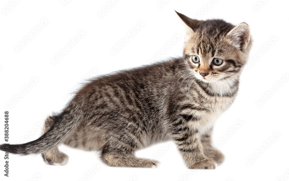 Kitten portrait isolated on a white background. Kitten portrait isolated on a white background.