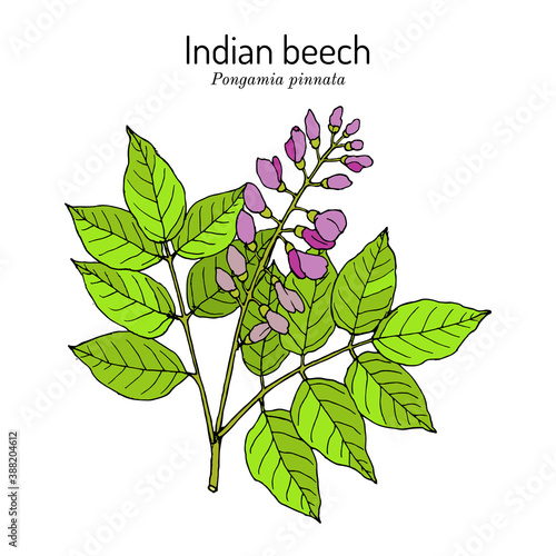 Indian beech or Pongam oiltree Pongamia or Millettia pinnata , medicinal plant photo