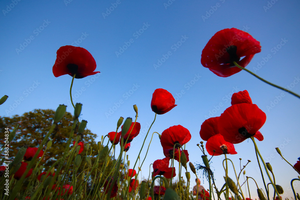Obraz premium Poppy flowers in the field