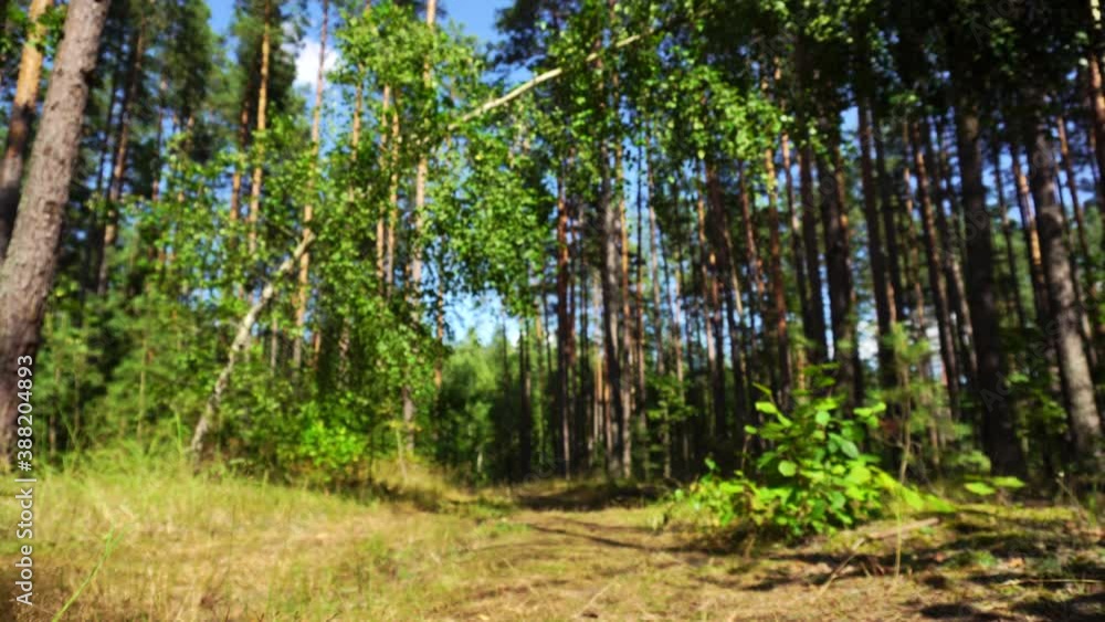 Beautiful forest road and trees in the forest in summer. Travel and tourism concept, background for text, blurred Beautiful forest road and trees in the forest in summer. Travel and tourism concept, background for text, blurred