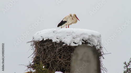 White stork in the nest
