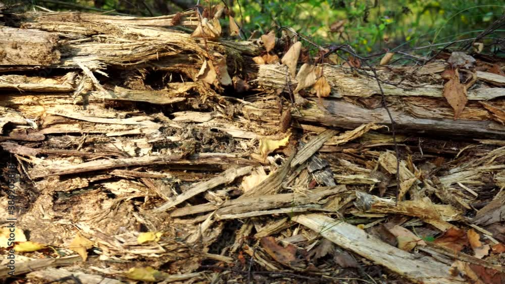 rotten log in the forest. Directions from the slider, copy space for text, texture, wooden rotten log in the forest. Directions from the slider, copy space for text, texture, wooden