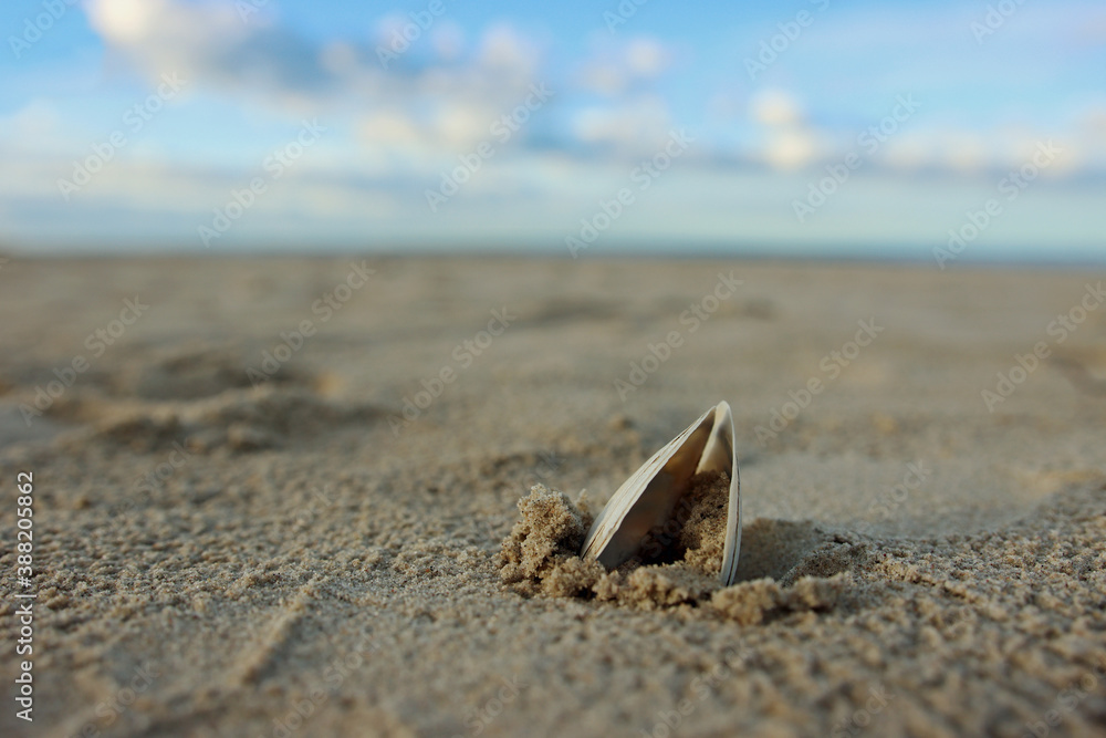 Close up of a open shell stuck in sand at lonely beach in summer with cloudy blue sky in background out of focus Close up of a open shell stuck in sand at lonely beach in summer with cloudy blue sky in background out of focus