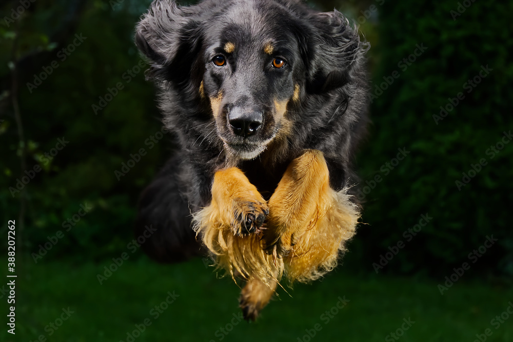 Fototapeta premium Black hovawart portrait. hovawart femaile dog on black background. black dog close-up portrait for calendar, poster, print cover. selective focus