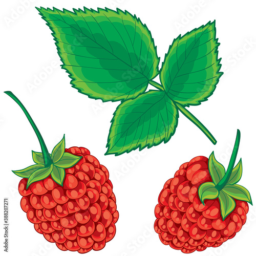 set of raspberries from berries and green shamrock, cartoon illustration, isolated object on white background, vector,