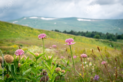 pink flowers and grass in a mountain meadow against the backdrop of mountains on a cloudy summer day