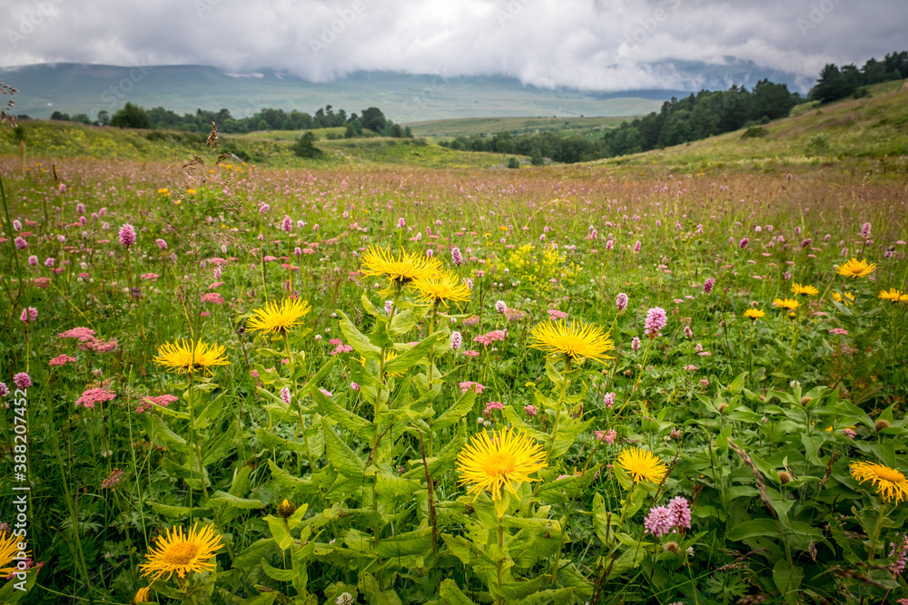 Mountain meadows with flowers and grass. Lagonaki Plateau, Republic of Adygea, Russia