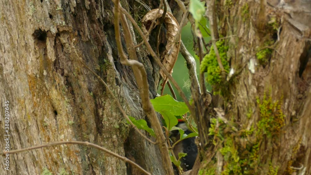 Tropical woodpecker pecks away at a trunk of a acorn tree in Costa Rica. Tropical woodpecker pecks away at a trunk of a acorn tree in Costa Rica.
