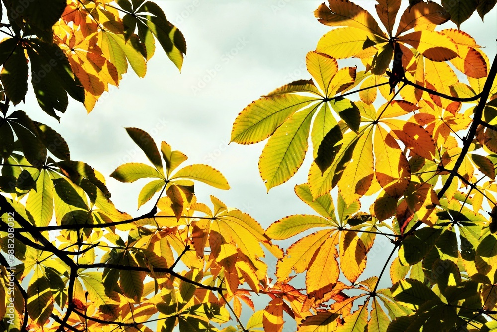 Fototapeta premium トチの木の紅葉