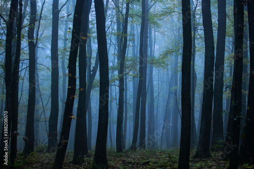 autumn forest in the mist 