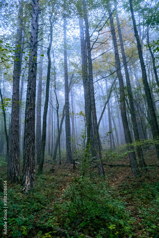 Obraz premium misty forest in the morning 