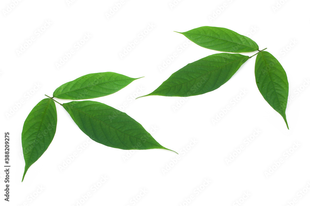 Derris elliptica Benth leaf on white background.