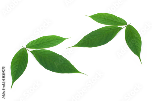Derris elliptica Benth leaf on white background.