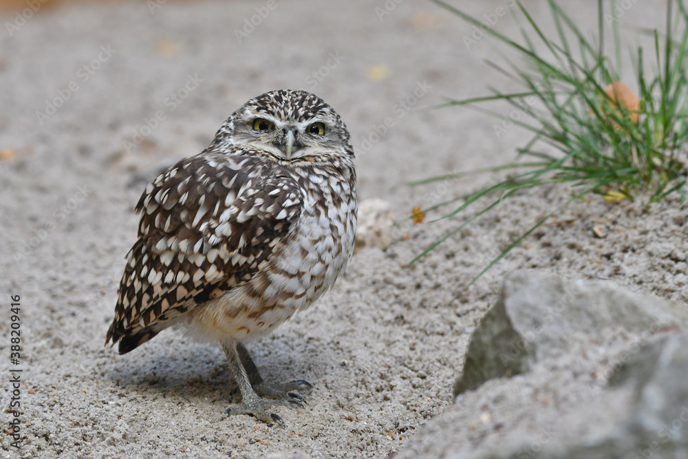 Wild small Burrowing owl portrait Wild small Burrowing owl portrait