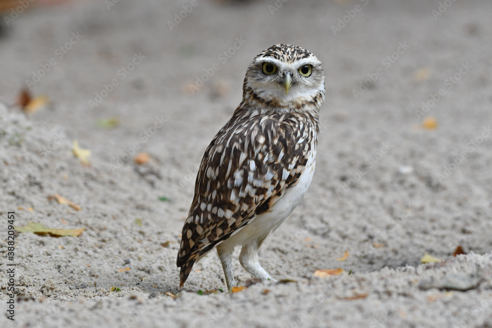 Wild small Burrowing owl portrait Wild small Burrowing owl portrait