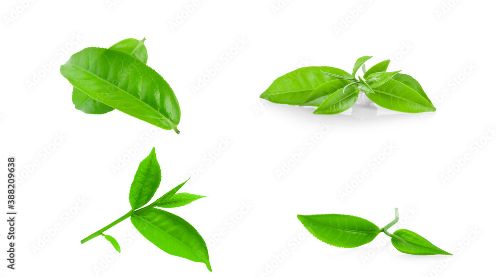 green tea leaf isolated on white background green tea leaf isolated on white background