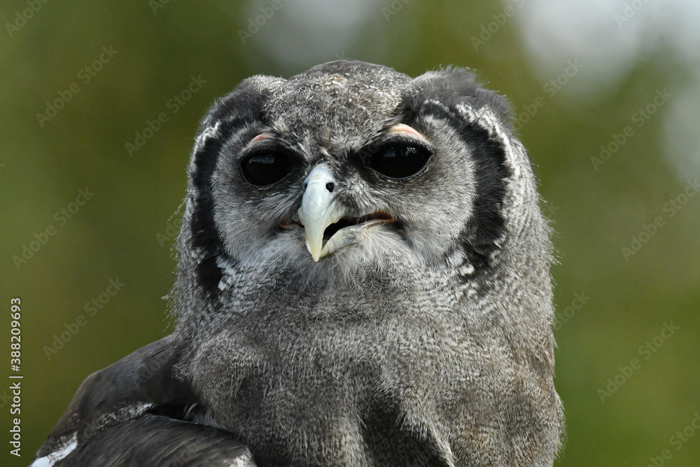Obraz premium Milky eagle owl portrait