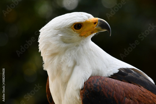 African fish eagle portrait