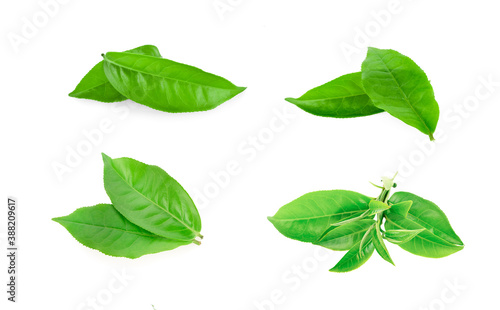 green tea leaf isolated on white background