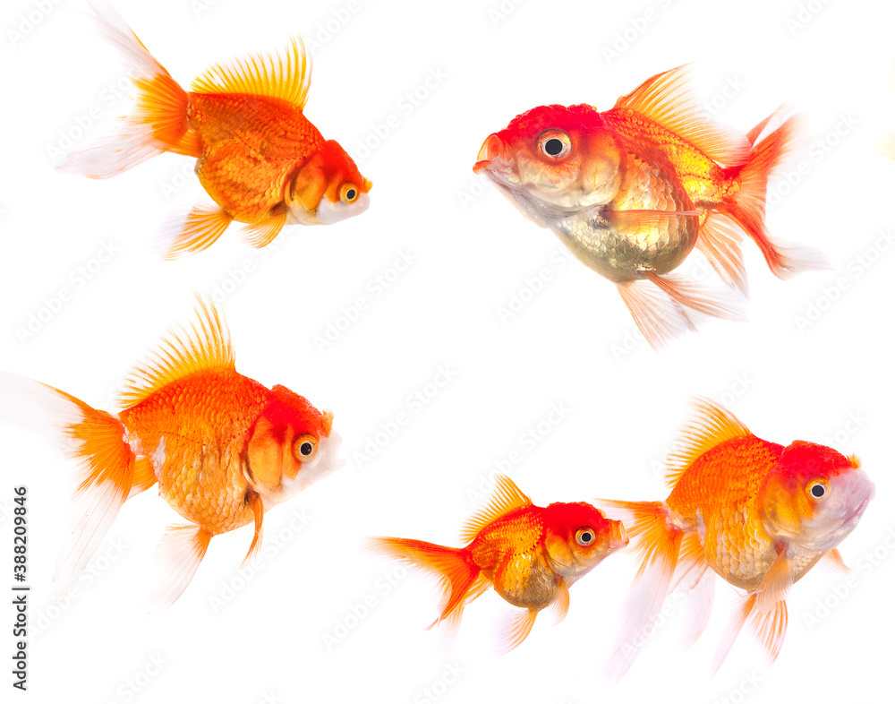 goldfish animal isolated on white background goldfish animal isolated on white background