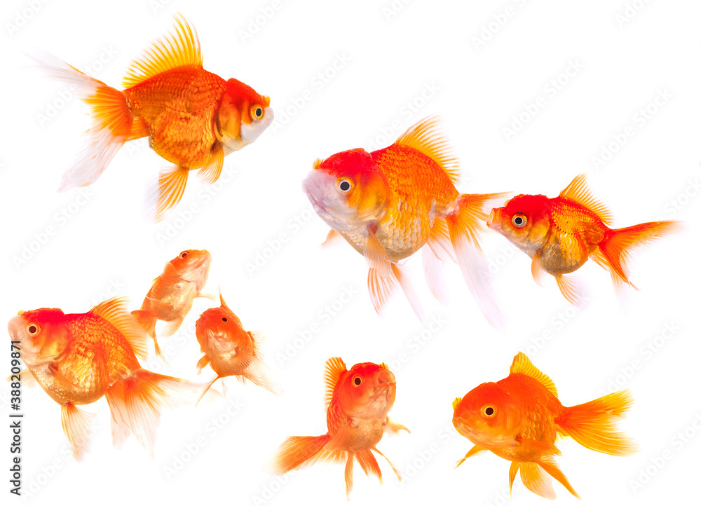goldfish animal isolated on white background goldfish animal isolated on white background