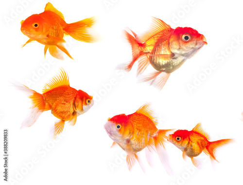 goldfish animal isolated on white background