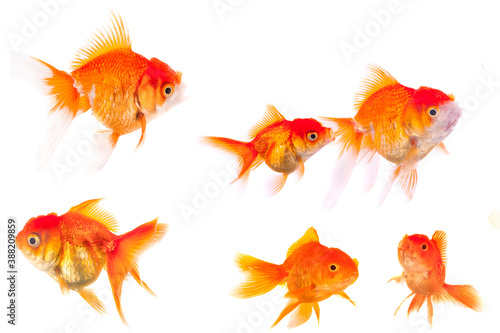 goldfish animal isolated on white background