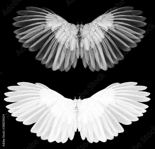 Angel wings isolated on whitbackground