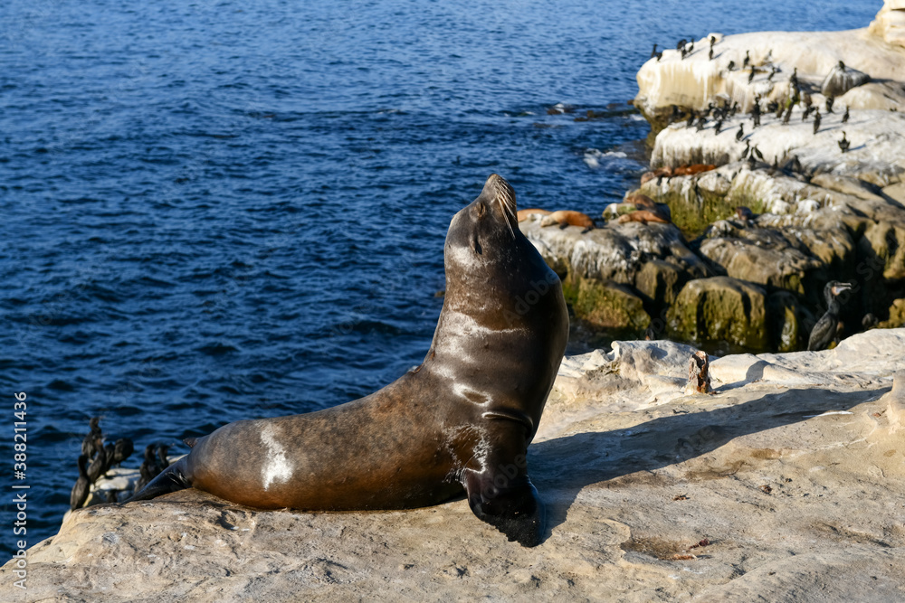 Fototapeta premium Sea Lions - La Jolla - San Diego