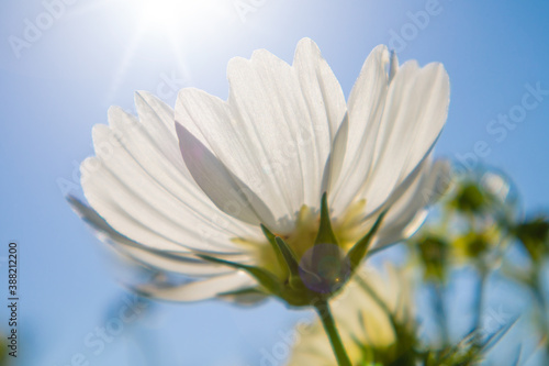 秋の青空と白いコスモスの花