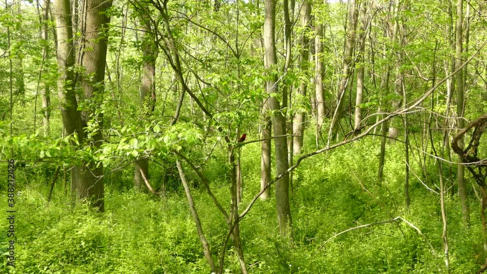 Scarlet Tanager perched on branch in middle of sunny green forest, static shot Scarlet Tanager perched on branch in middle of sunny green forest, static shot