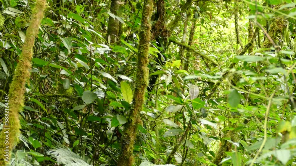Small bird flying around in the jungle like greenery of Costa Rica. Small bird flying around in the jungle like greenery of Costa Rica.