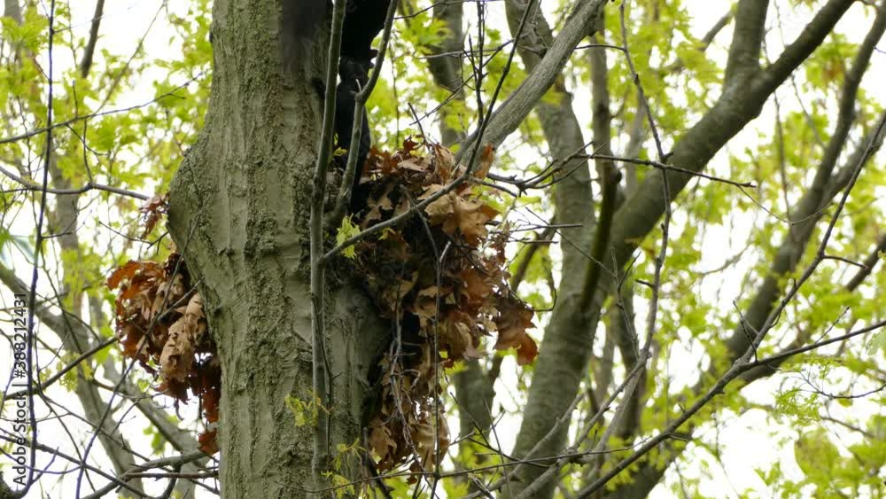 A black squirrel comes out of the nest with his babies. Large tree with green leaves A black squirrel comes out of the nest with his babies. Large tree with green leaves