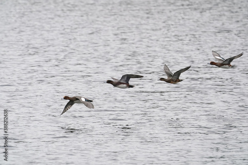 ducks in flight © Matthewadobe