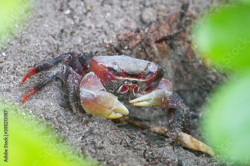Cuadro en lienzo Spider Crab (Neosarmatium meinerti) in the mangroves on Praslin, Seychelles