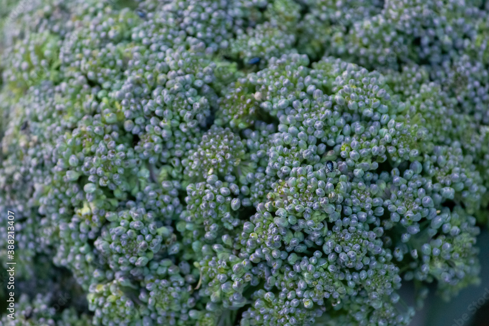 Green broccoli close-up bright green. Health, broccoli, food, green, fresh, vegetarian,