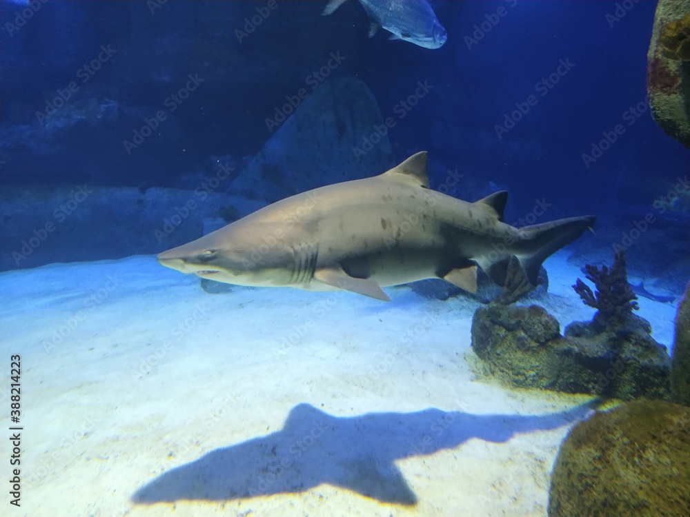 Fototapeta premium shark