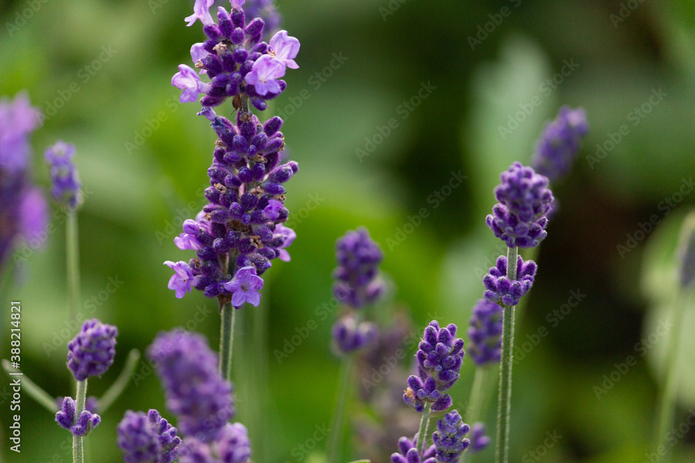 lavender flowers - close-up. A bouquet of fragrant flowers in lavender fields in French Provence near Valensole lavender flowers - close-up. A bouquet of fragrant flowers in lavender fields in French Provence near Valensole